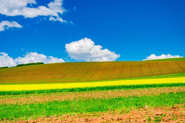 Cielo Azul Con Nubes Sobre Campo Agrícola Con Plantas Amarillas — Foto de Stock