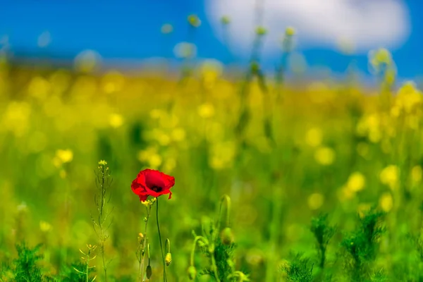 Mezőgazdasági Területen Sárga Növények Egy Növekvő Mák Virág — Stock Fotó