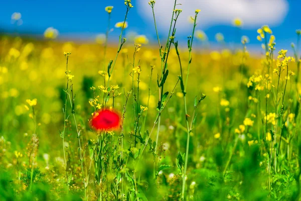 Campo Fazenda Com Plantas Amarelas Uma Flor Papoula Crescente — Fotografia de Stock