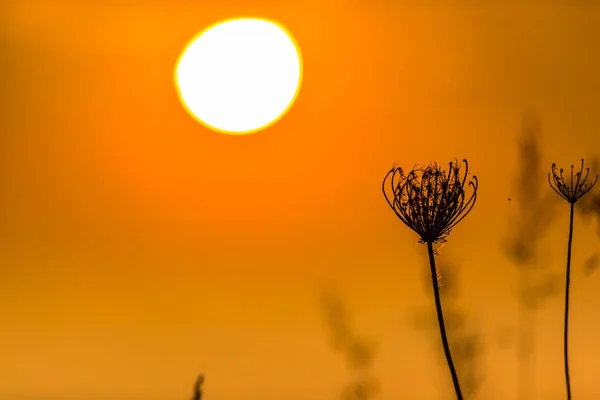 Cielo Anaranjado Atardecer Con Sol Plantas Florales Primer Plano — Foto de Stock