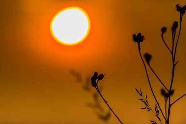 Ciel Orangé Avec Soleil Couchant Plantes Florales Premier Plan — Photo