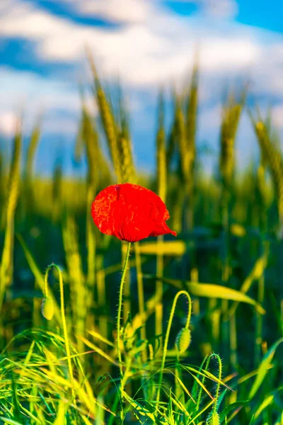 Grama Campo Trigo Dourado Flor Papoula Vermelha Primeiro Plano — Fotografia de Stock