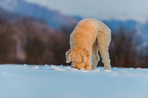 Rollladen Pudel Welpe Hund Schnüffelt Verschneiten Boden Feld — Stockfoto