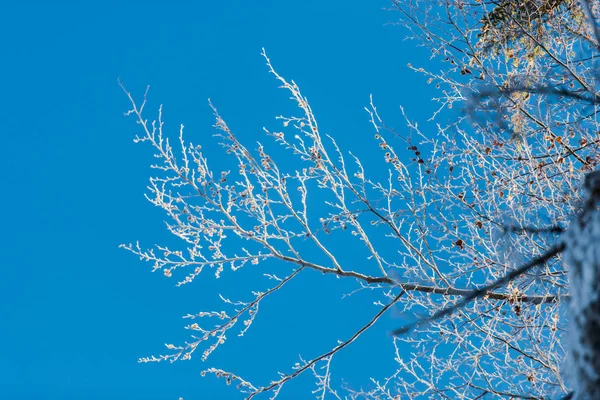 Details Van Winterbos Natuurlijke Achtergrond — Stockfoto