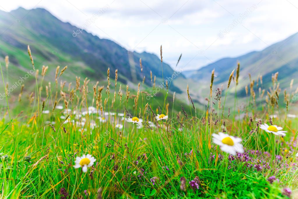 Transfagarashan Higway, green grass mountains, flowers on foreground 