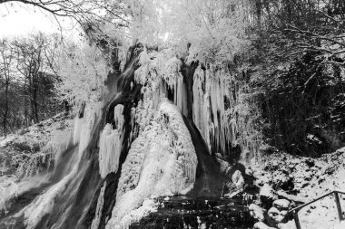 Kış ormanının detayları, doğal arka plan.