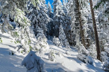iğne yapraklı ağaçlar, gündüz, kış karla kaplı dağlar yatay