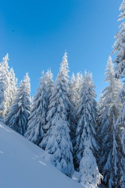 iğne yapraklı ağaçlar, gündüz, kış karla kaplı dağlar yatay