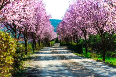 İlkbaharda çiçek açan sakura ağaçlarının parlak sokak
