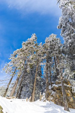 Karlı kış Dağları peyzaj