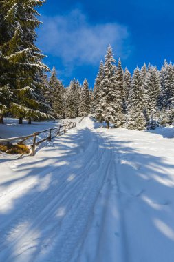 karla kaplı ormanda yol 