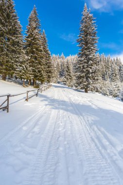 karla kaplı ormanda yol 