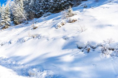 ormandaki karla kaplı iğne yapraklı ağaçlar, dağlar güneşli bir günde