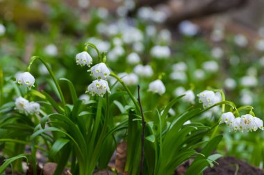 kardelen çiçek yeşil çayır büyüyen