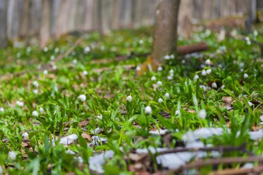 büyüyen kardelen çiçek orman çayır ve ağaçlar, bahar çiçekleri