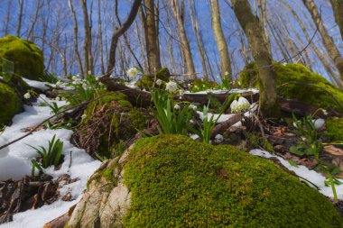 Galanthus nivalis çiçek orman yeşil yosun çim ile büyüyen