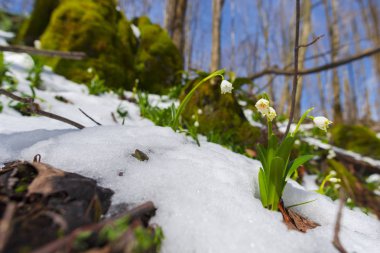 büyüyen kardelen çiçek orman çayır ve ağaçlar, bahar çiçekleri