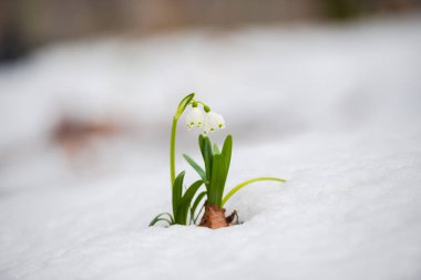 kardelen büyüyen çayırda çiçekler, bahar çiçekleri yakın çekim 