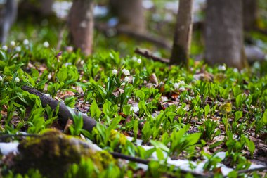 büyüyen kardelen çiçek orman çayır ve ağaçlar, bahar çiçekleri
