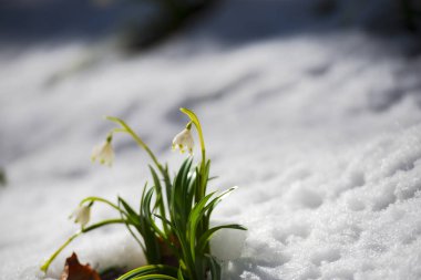 kardelen büyüyen çayırda çiçekler, bahar çiçekleri yakın çekim 
