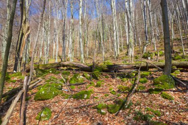 Yerde yosun ile Sonbahar ormanı
