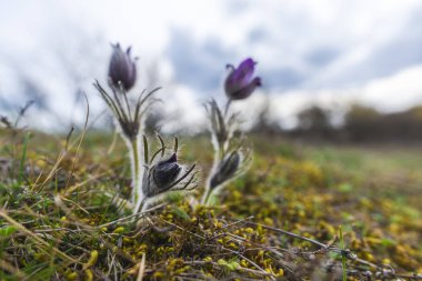 Bahar alanında ihale yel çiçekler