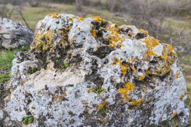 Büyük kaya bitkiler ve yosun ile kaplı