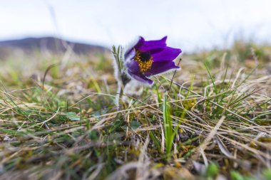 Makro çekim yeşil çim parlak mor Çiğdem çiçek.