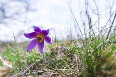 Makro çekim yeşil çim parlak mor Çiğdem çiçek.