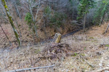 Ormanda küçük dere, sonbahar zamanı.