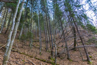 Sonbahar ormanında uzun ağaçlar