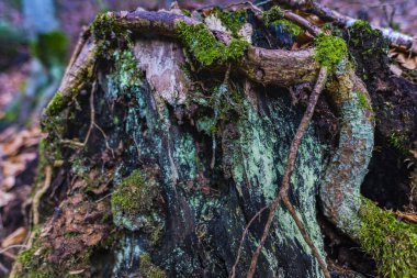 Ağaç köklerinin detay görünümü