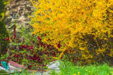 Doğal arka plan ile çiçek lenme çiçekleri