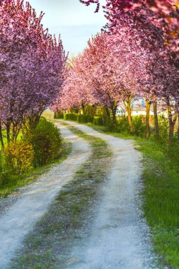 İlkbaharda çiçek açan ağaçlarla ara sokak