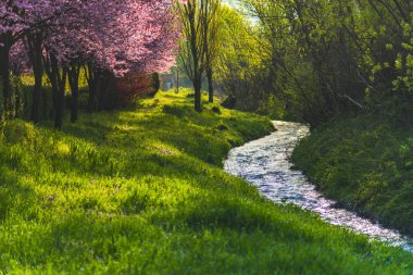 İlkbaharda çiçek açan sakura ağaçları ile Bahçe