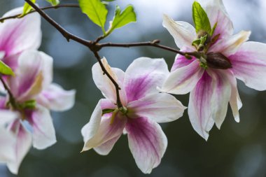 Doğal arka plan ile çiçek lenme çiçekleri