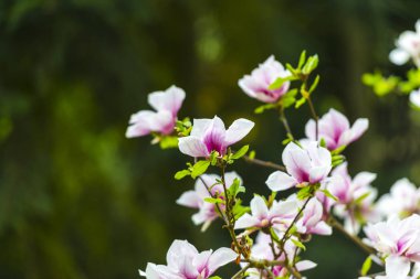 Doğal arka plan ile çiçek lenme çiçekleri