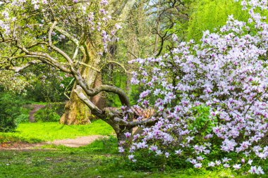Doğal arka plan ile çiçek lenme çiçekleri
