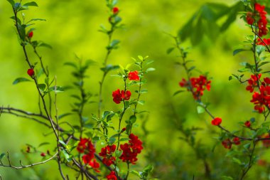 Kırmızı çiçekli çiçek açan bush