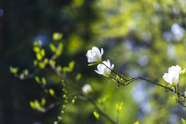 Doğal arka plan ile çiçek lenme çiçekleri