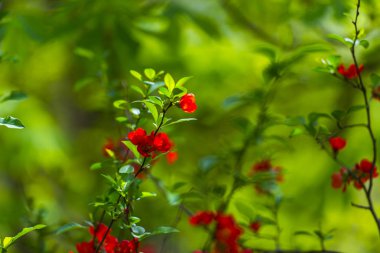 Doğal arka plan ile çiçek lenme çiçekleri