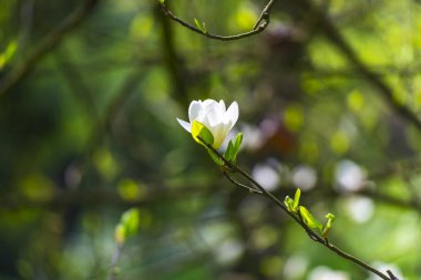 Doğal arka plan ile çiçek lenme çiçekleri