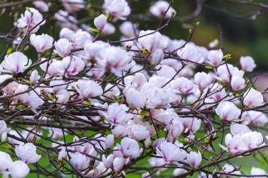 Closeup çiçek açan Manolya ağacı, Bahar.