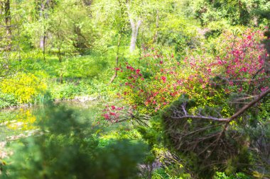 Etrafında yeşil bitkiler ile parkta gölet yakın görünümü