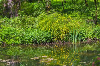 Etrafında yeşil bitkiler ile parkta gölet yakın görünümü