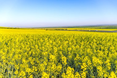 Bahar çiçek açan kolza tohumu alanında