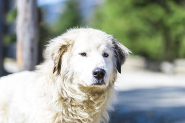 Parkta sevimli beyaz köpek portresi
