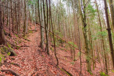 Sonbaharda toprakta kahverengi yaprakları ile Orman