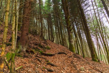 Kahverengi yaprakları ile ormanda yosunlu ağaçlar gövdeleri