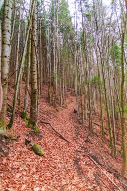 Sonbaharda kahverengi yaprakları ile Orman